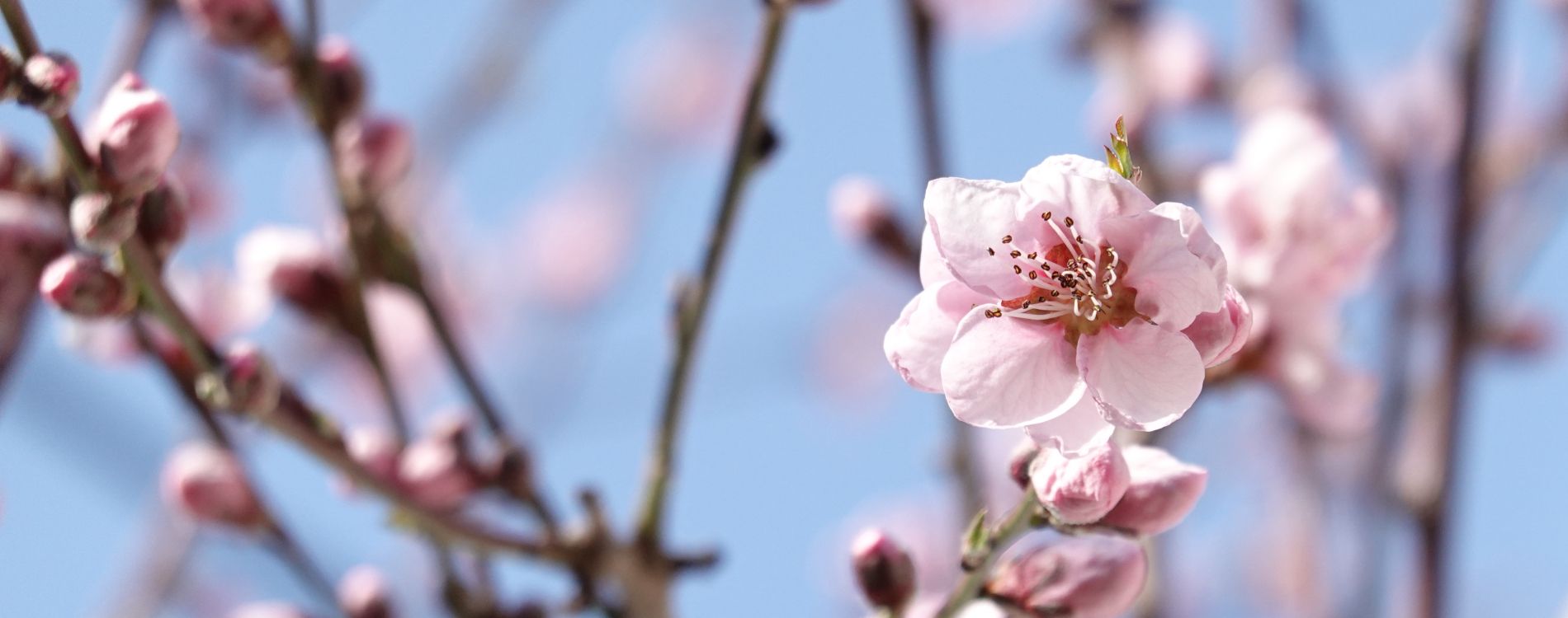 Pfirsichblüten im Frühling