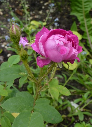 Eine Duftrose der Sorte "Rosa centifolia"